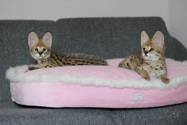 disponibili per la vendita i cuccioli caracal e savannah - media 5