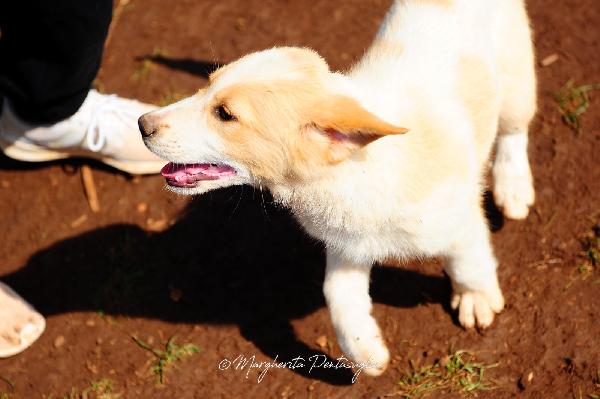 Camelia 3 Mesi Taglia Media 
