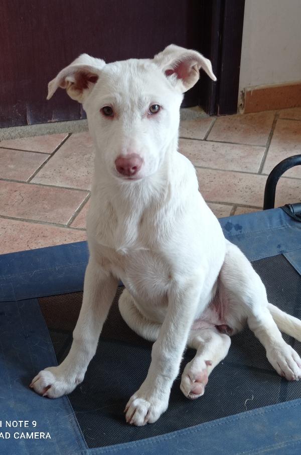 Lilly Simil Labrador 