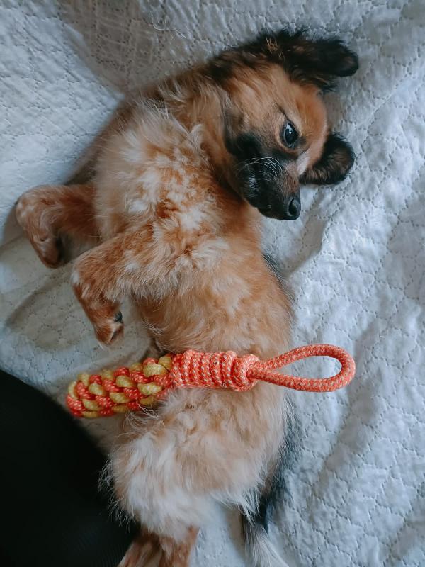 Cucciolo Zeus Cerca Mamma E Papà 