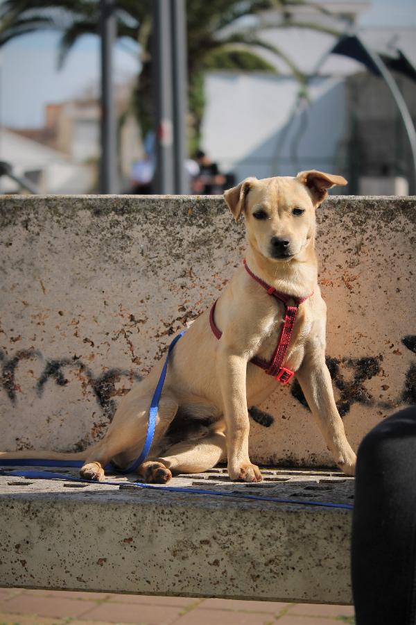 Kito, Cucciolo Taglia Piccola