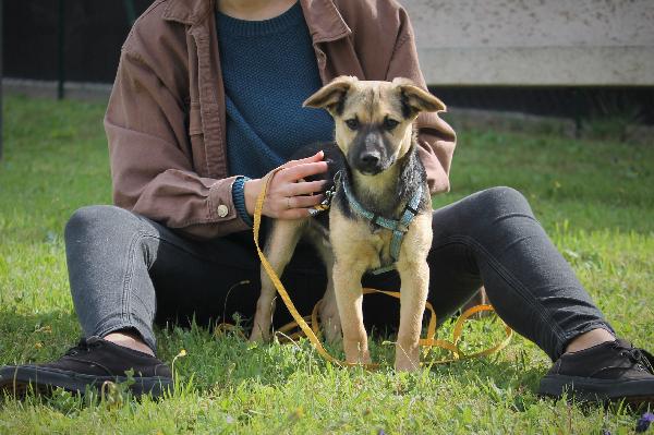 Tupi, Cucciolo Taglia Piccola