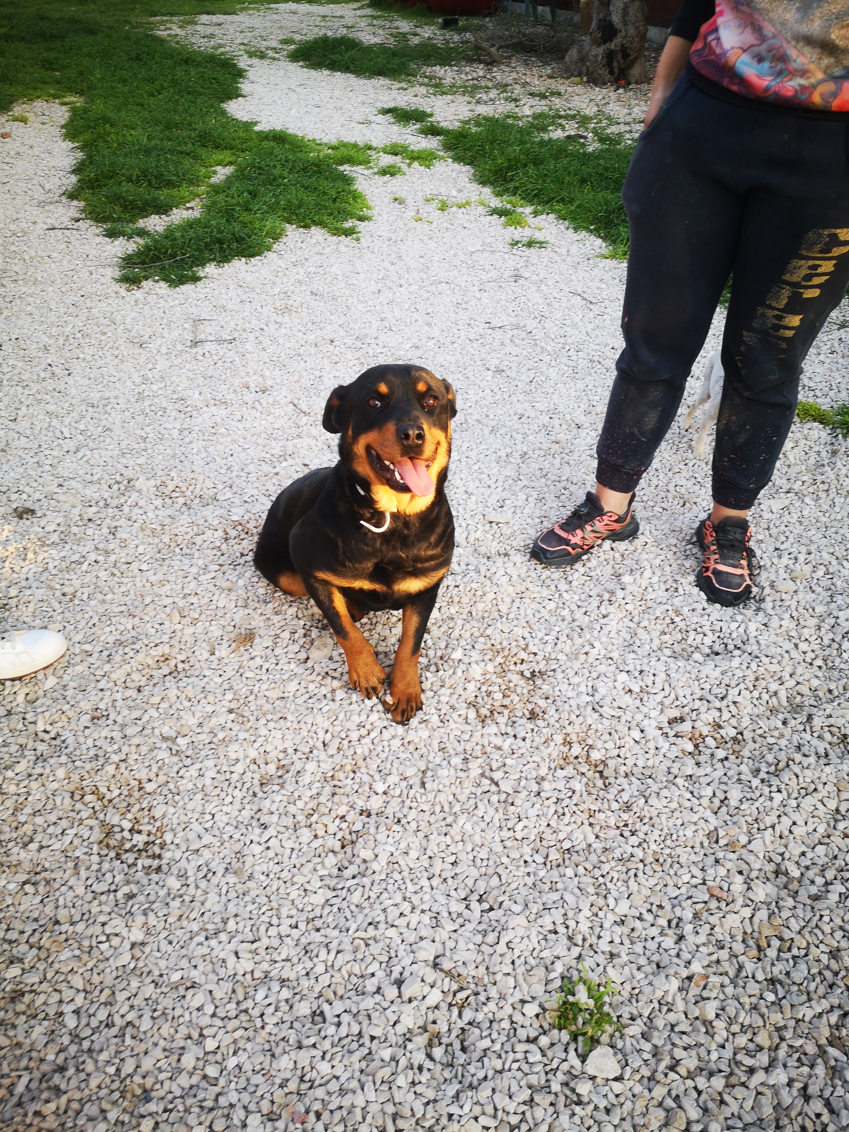 Nano Rotti Slinky Rottweiler Nano Di 16 Mesi cane a Vicenza in Regalo