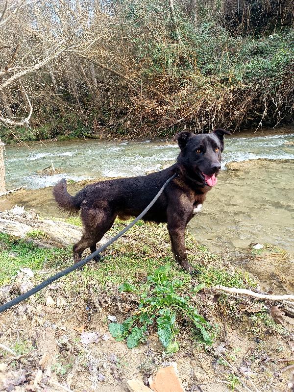 Leo, 1 Anno, 20 Kg Scarsi