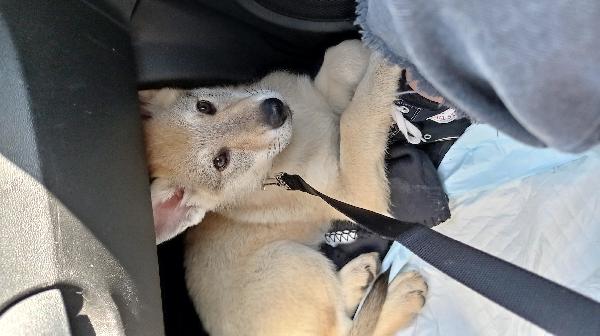 Cucciola lupo cecoslovacco
