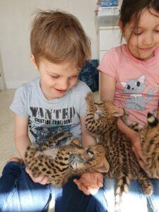 disponibile gattino della savana, caracal, serval