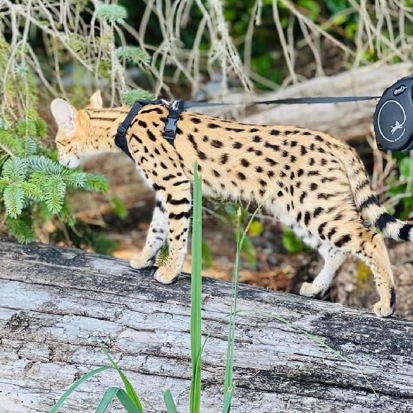 disponibile gattino della savana, caracal, serval - media 4