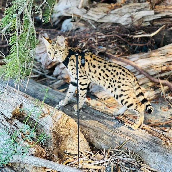 disponibile gattino della savana, caracal, serval - media 6