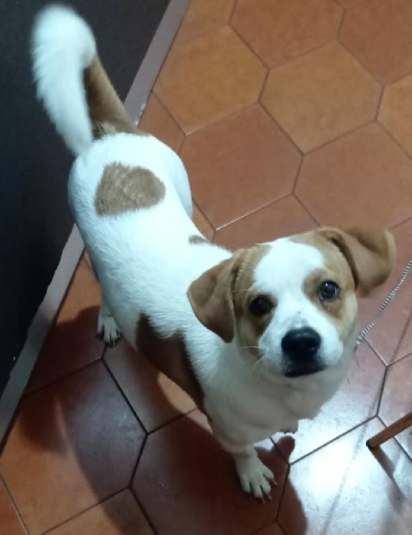 beagle 11 mesi