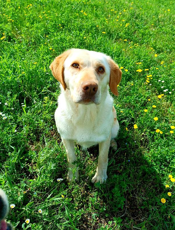 Lara, Simil Labrador Di 2 Anni 