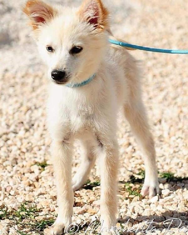 Puccio Taglia Piccola 