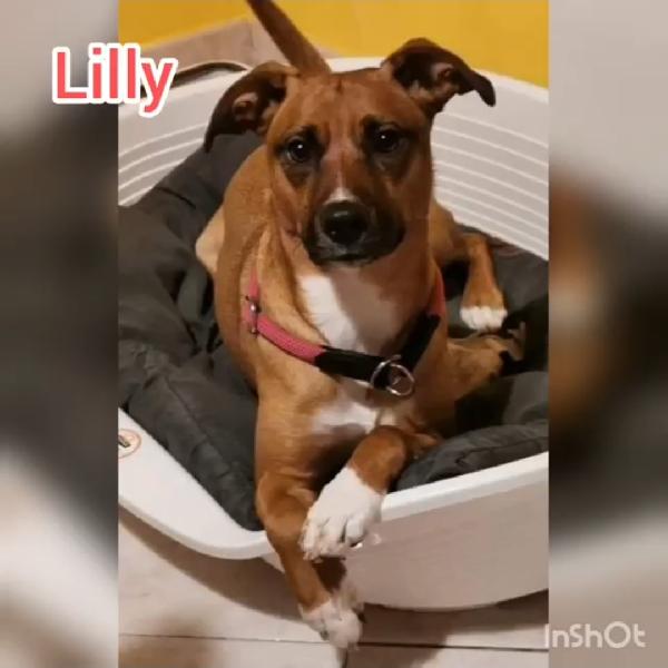 Lilly, 4 Anni, Da 2 In Canile 