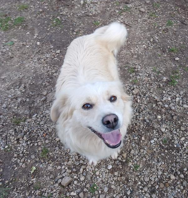 Camillo, Splendido Cagnolino Di 1 Anno