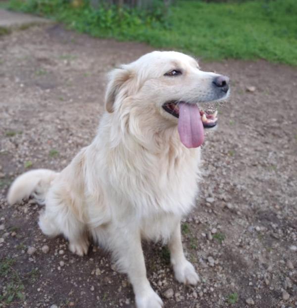 Camillo, Meraviglioso Cagnolino Cerca Casa! 