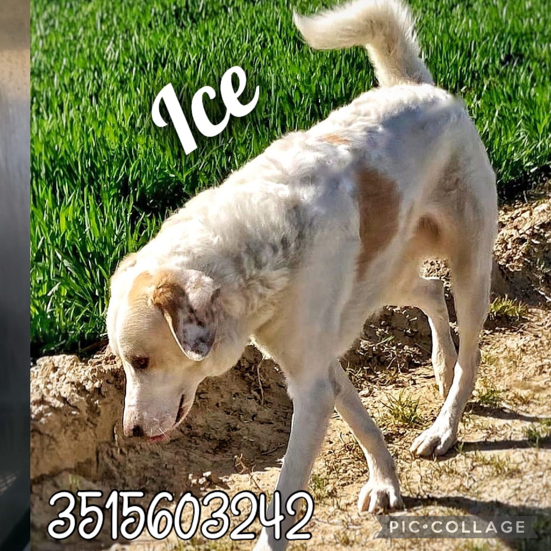 Dolcissimo Ice ️ cane a Cremona in Regalo