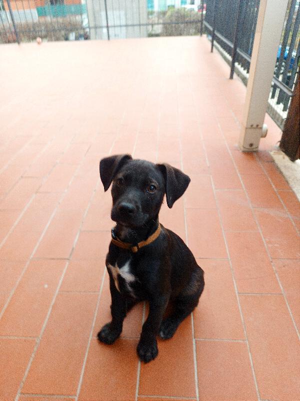 Cuccioli taglia medio piccola in Toscana  Foto 3