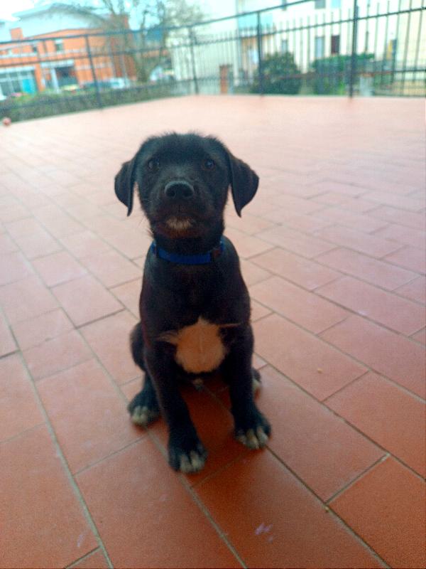 Cuccioli taglia medio piccola in Toscana  Foto 4