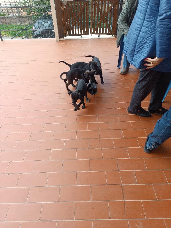 Cuccioli taglia medio piccola in Toscana  Foto 6