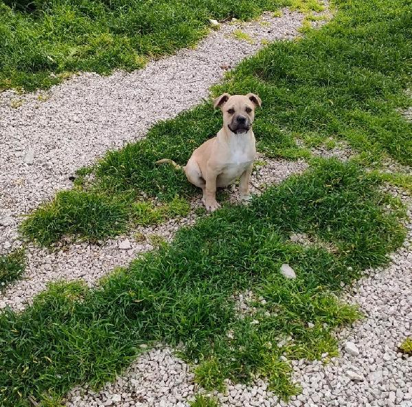 NALA SIMIL CORSO DI 4 MESI  Foto 2