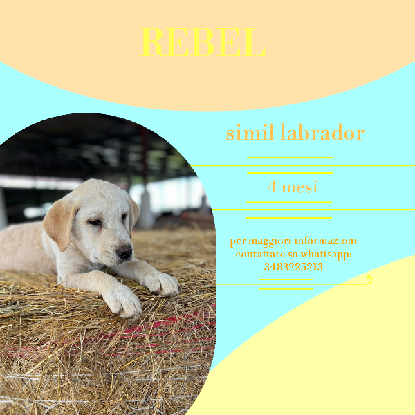 Rebel, Simil Labrador! (4 Mesi)