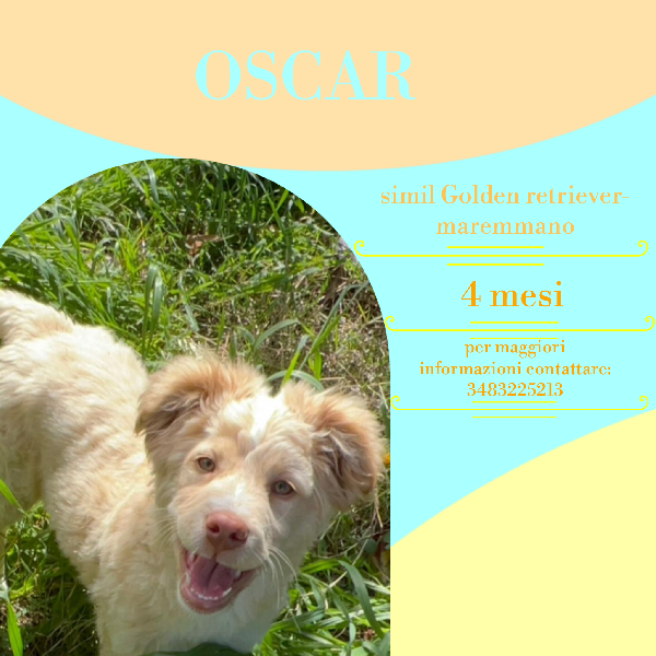 Oscar! (4 Mesi- Arriva Sui 25Kg)