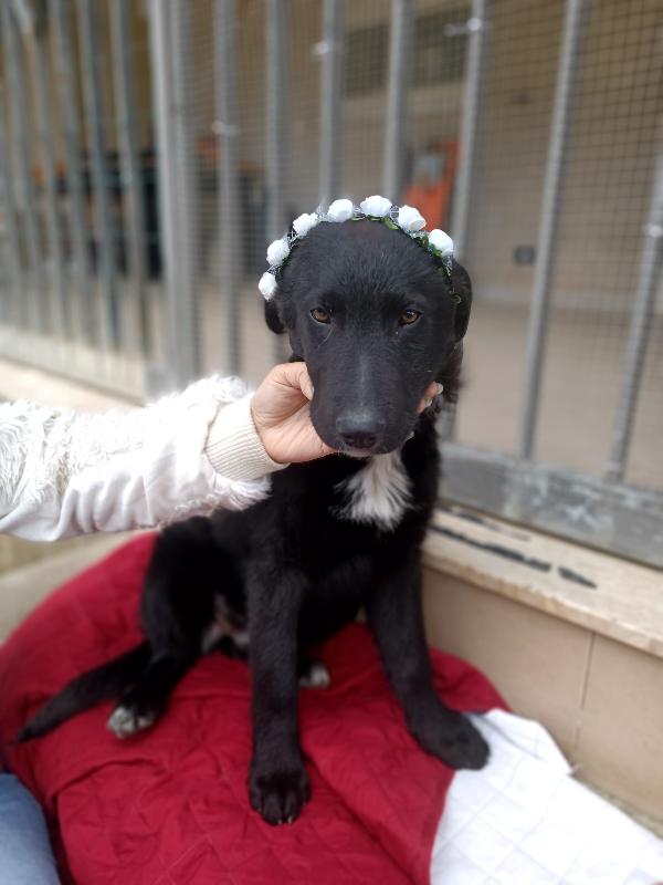 Lola cucciola in strada....😭 Foto 3