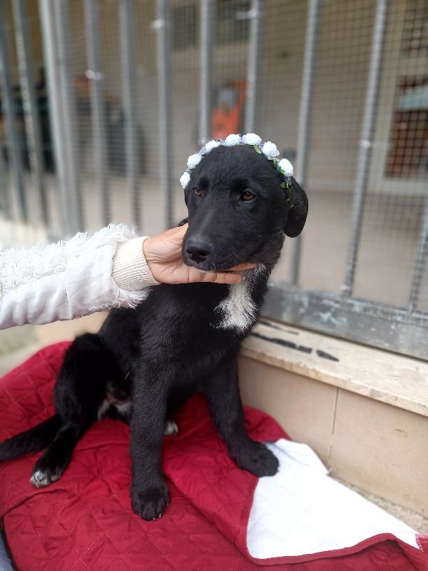 Lola cucciola in strada....😭 Foto 4