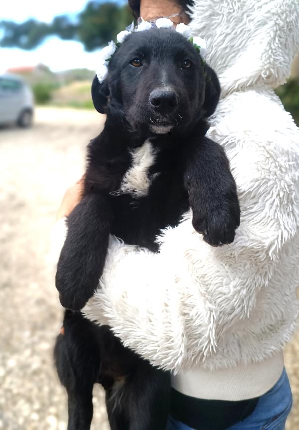 Lola cucciola in strada....😭 Foto 6