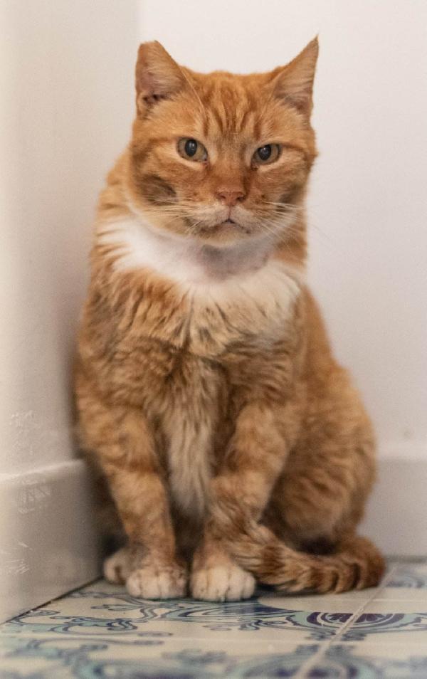 Orazio Gattone Coccolone In Cerca Di Casa