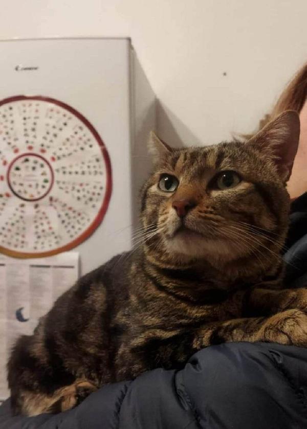 Il Dolcissimo Gastone Cerca Una Famiglia