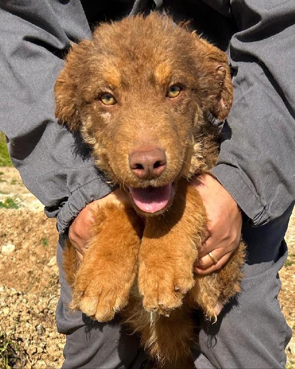 Colombo cucciolotto di 9 mesi soffre dentro il box Foto 2