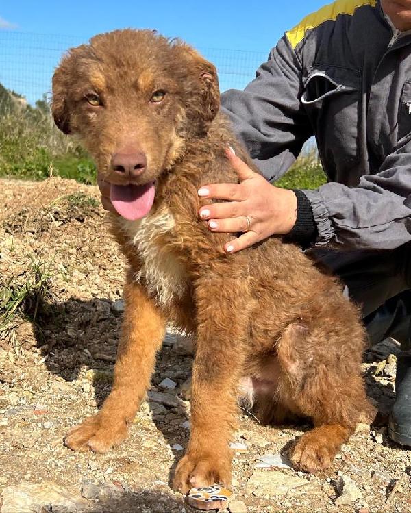 Colombo cucciolotto di 9 mesi soffre dentro il box Foto 3