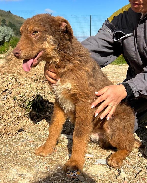 Colombo cucciolotto di 9 mesi soffre dentro il box Foto 4