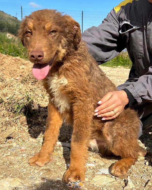 Colombo cucciolotto di 9 mesi soffre dentro il box Foto 5