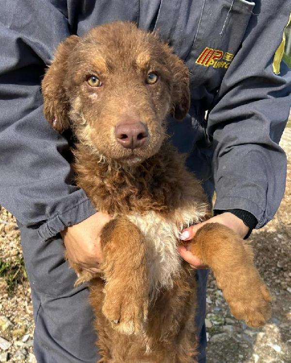 Colombo cucciolotto di 9 mesi soffre dentro il box Foto 6