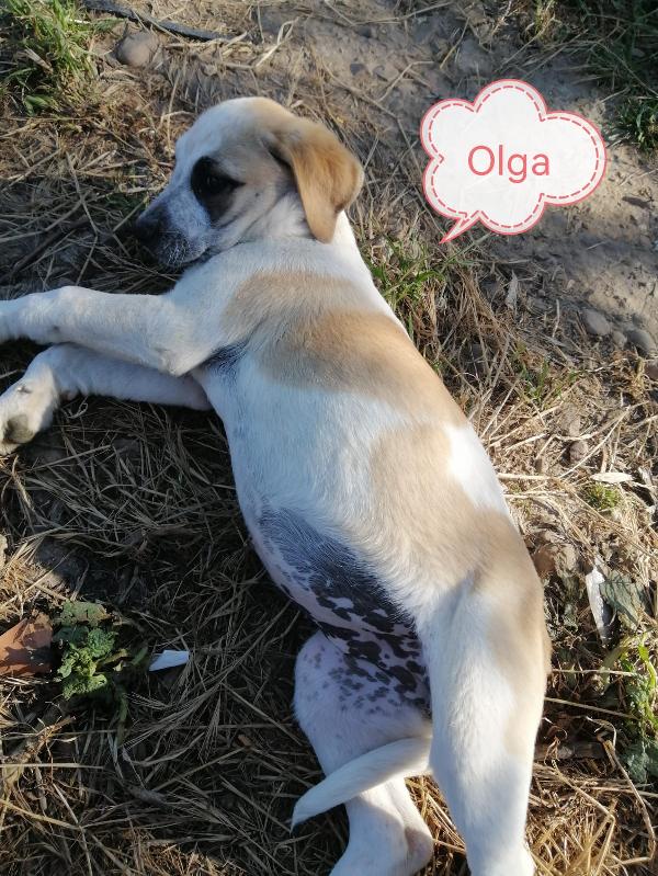 Cucciole stupende in adozione  Foto 2
