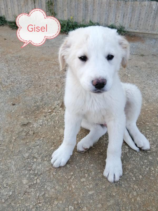 Cucciole stupende in adozione  Foto 3