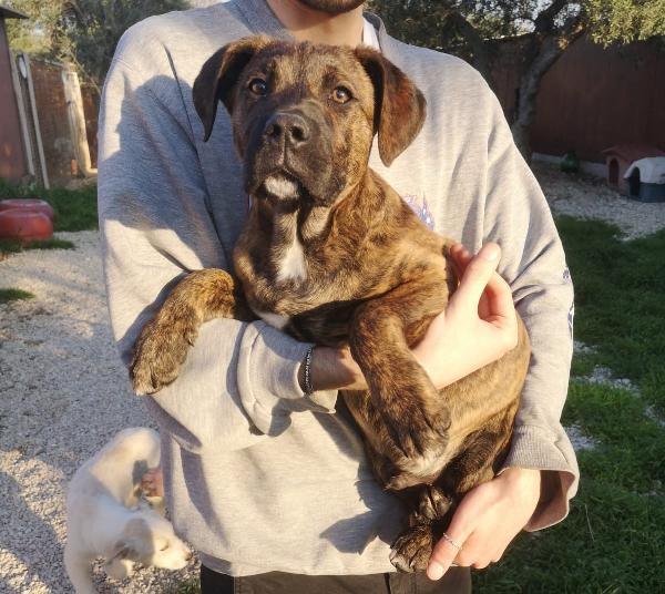 Enea, Cucciolo Di 4 Mesi Cerca Casa! 