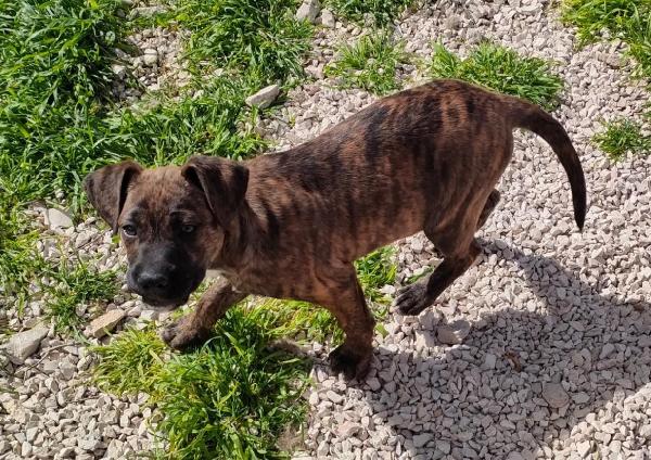 Una Casa Per Enea, Cucciolo Simil Cane Corso