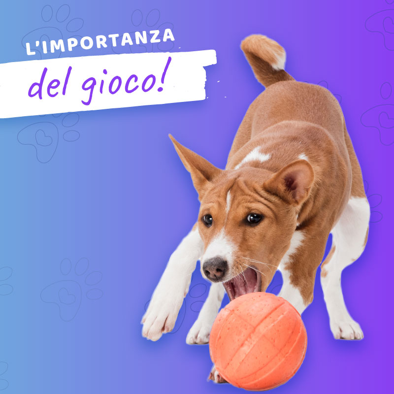 L'Importanza del Gioco per Cani, Gatti e i Loro Padroni: Stimoli e Benefici