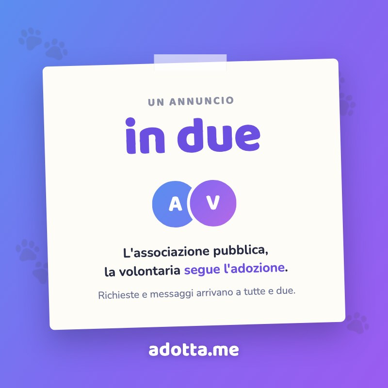 Gestire un'adozione in due: arriva la referente sull'annuncio