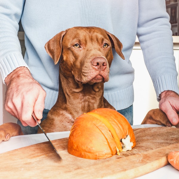 Ricette di Halloween Nutrienti per Cani - Golosità Sicure e Benefiche!
