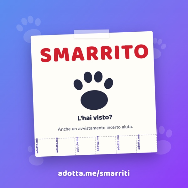 Animale smarrito: cosa fare subito (e come avvisiamo la tua zona)